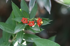 Jacquinia ruscifolia